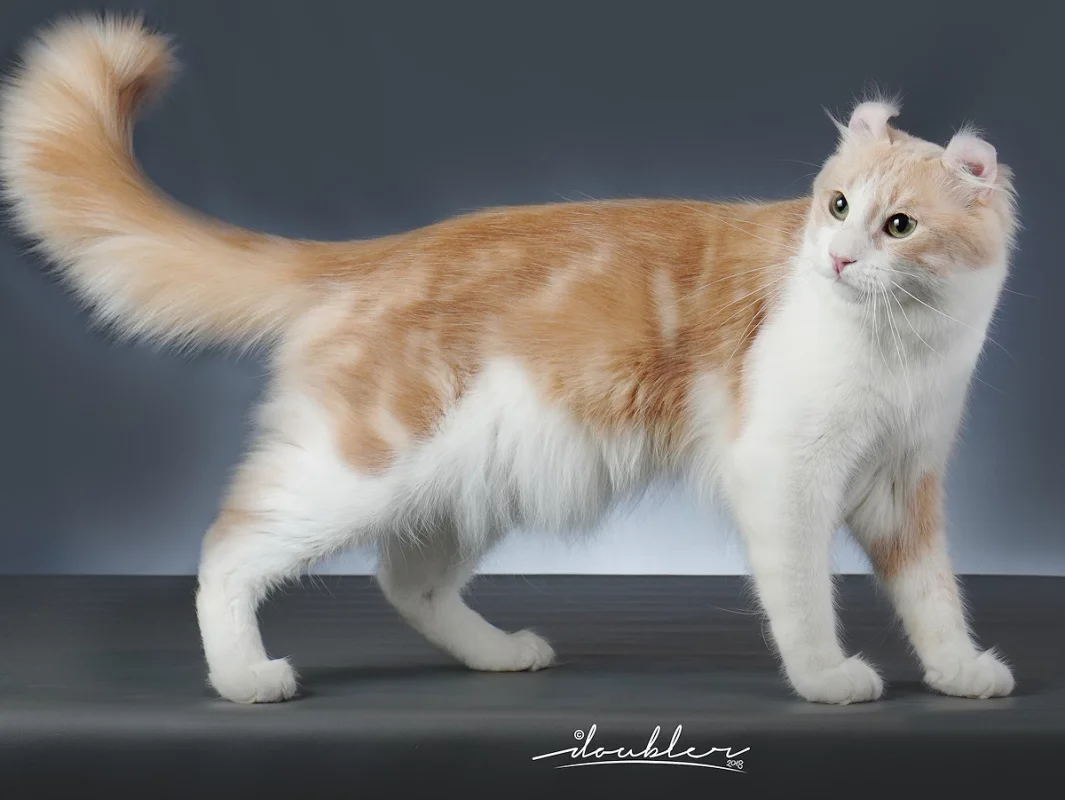 Image de chats correspondant à la race american-curl