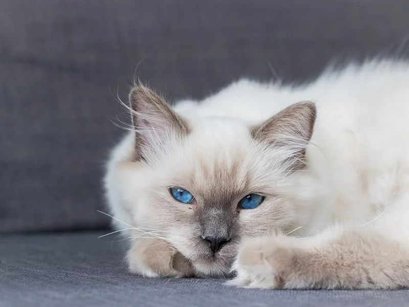 Image de chats correspondant à la race colorpoint-shorthair