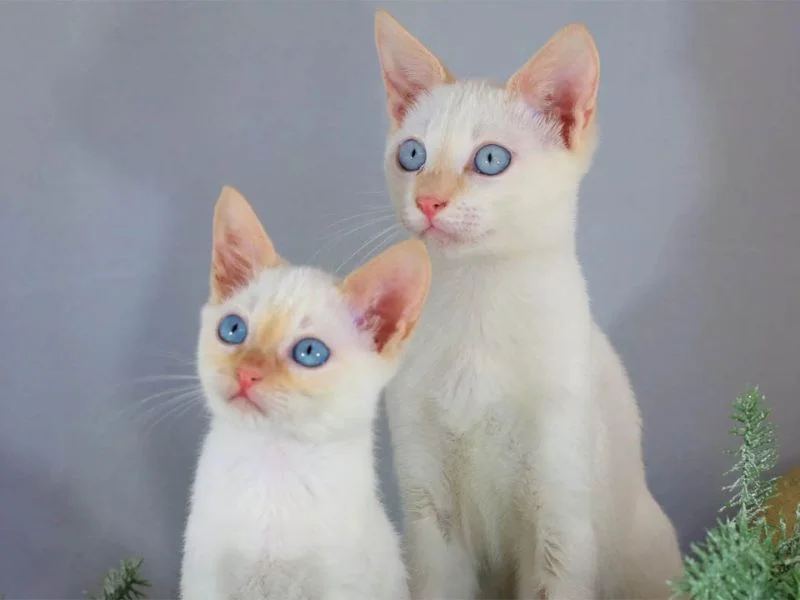 Image de chats correspondant à la race colorpoint-shorthair
