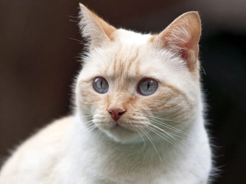 Image de chats correspondant à la race colorpoint-shorthair