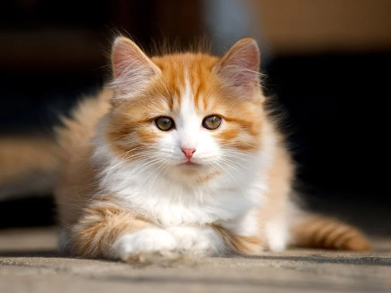Image de chats correspondant à la race cymric