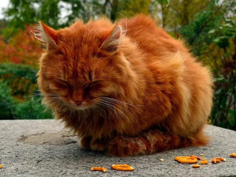 Image de chats correspondant à la race cymric