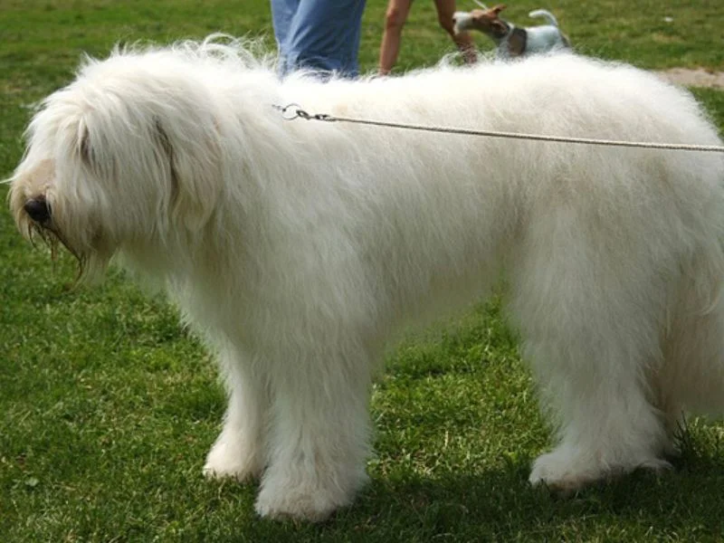 Image de chiens correspondant à la race berger-de-russie