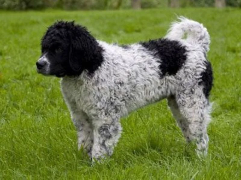 Image de chiens correspondant à la race chien-eau-frison