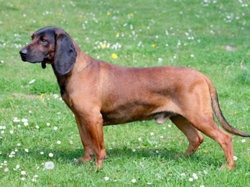 Image de chiens correspondant à la race chien-rouge-de-baviere