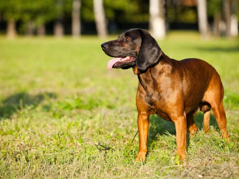 Image de chiens correspondant à la race chien-rouge-de-baviere