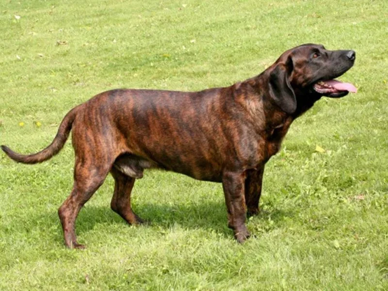 Image de chiens correspondant à la race chien-rouge-de-hanovre