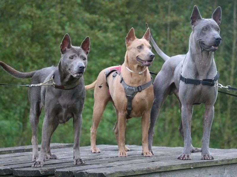Image de chiens correspondant à la race chien-thailandais