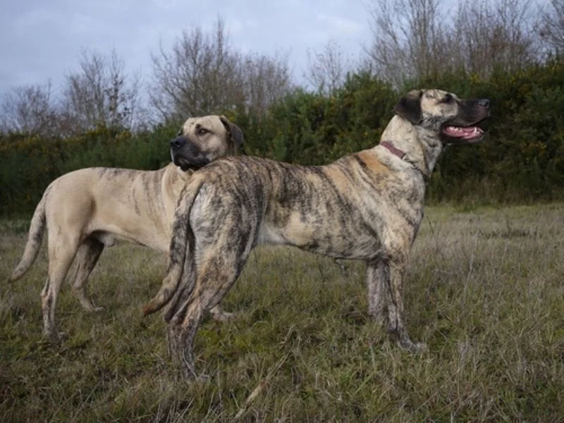 Image de chiens correspondant à la race cimarron-uruguayen