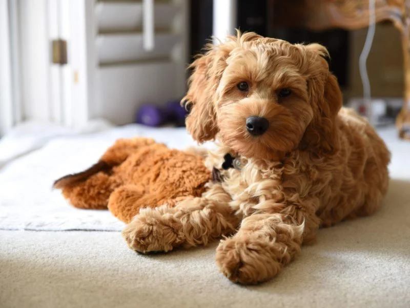 Image de chiens correspondant à la race cockapoo