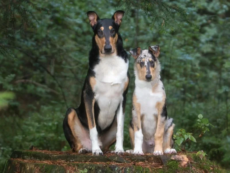 Image de chiens correspondant à la race colley-a-poil-court