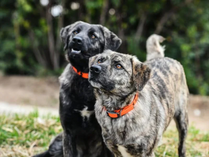 Image de chiens correspondant à la race cursinu