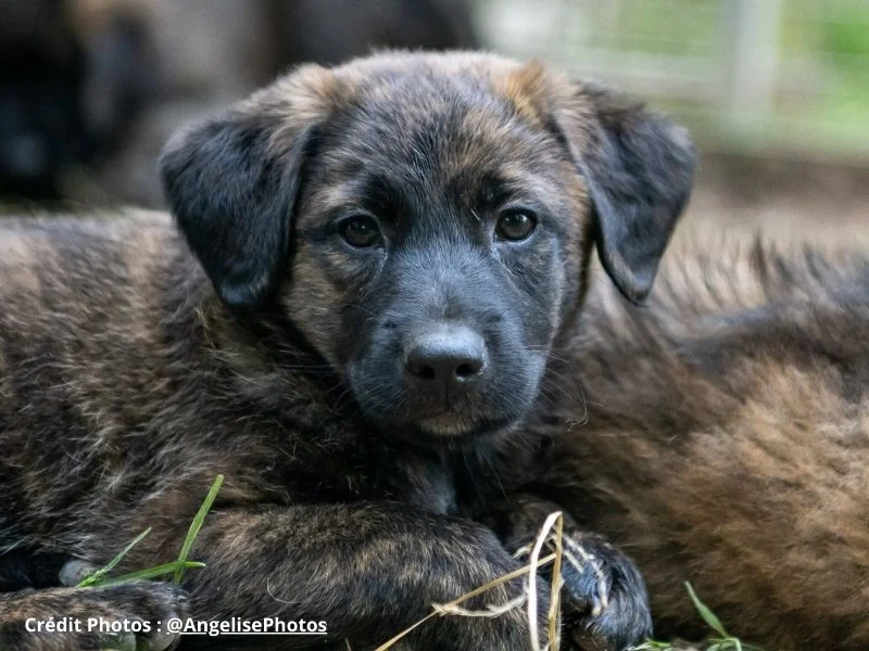 Image de chiens correspondant à la race cursinu