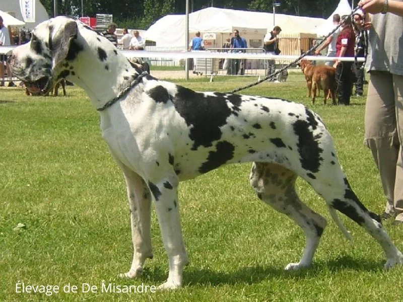 Image de chiens correspondant à la race dogue-allemand