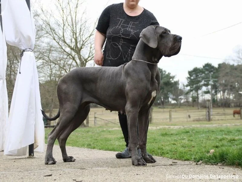 Image de chiens correspondant à la race dogue-allemand