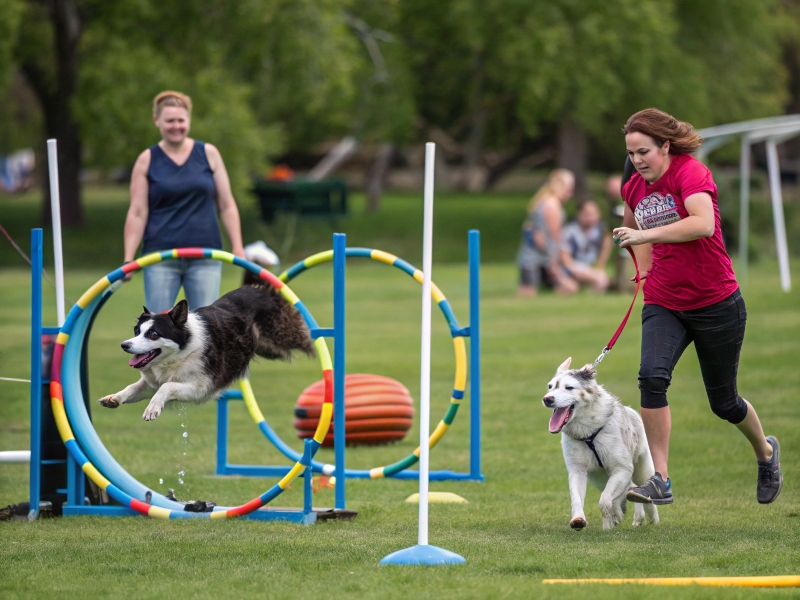 image principale de l article découvrir les sports canin à faire avec votre chien