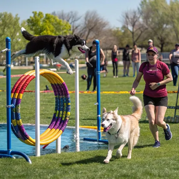 image caree de l article découvrir les sports canin à faire avec votre chien