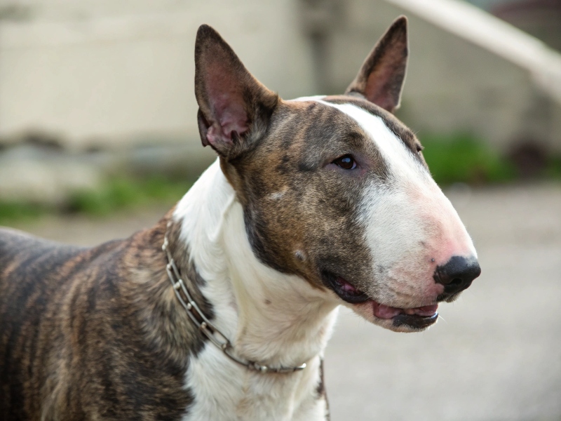 image d 'un chien de race bull terrier avec le pelage terne